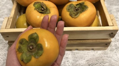✨햇 대추 10kg 솔직 후기! 놓치면 손해?!🍯